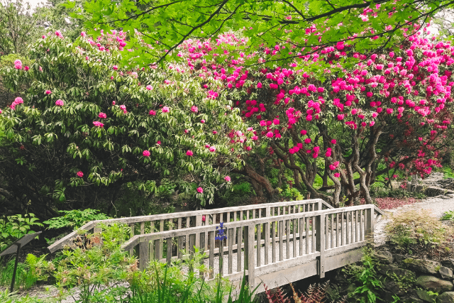 Bridge trees plants and pink flowers at Bodnant Garden
