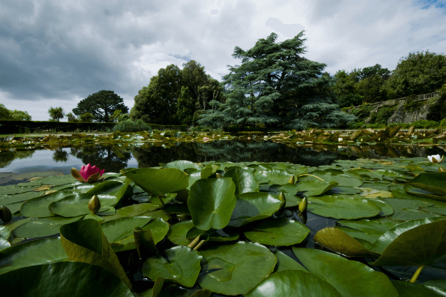 Close up of Lily Pads at Bodnant Gardens