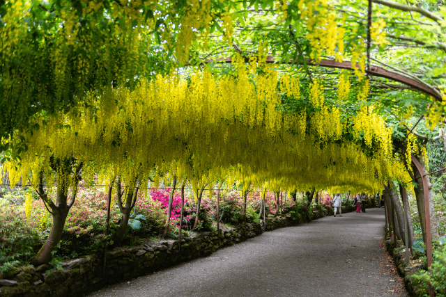 The Laburnum Arch, Bodnant Garden