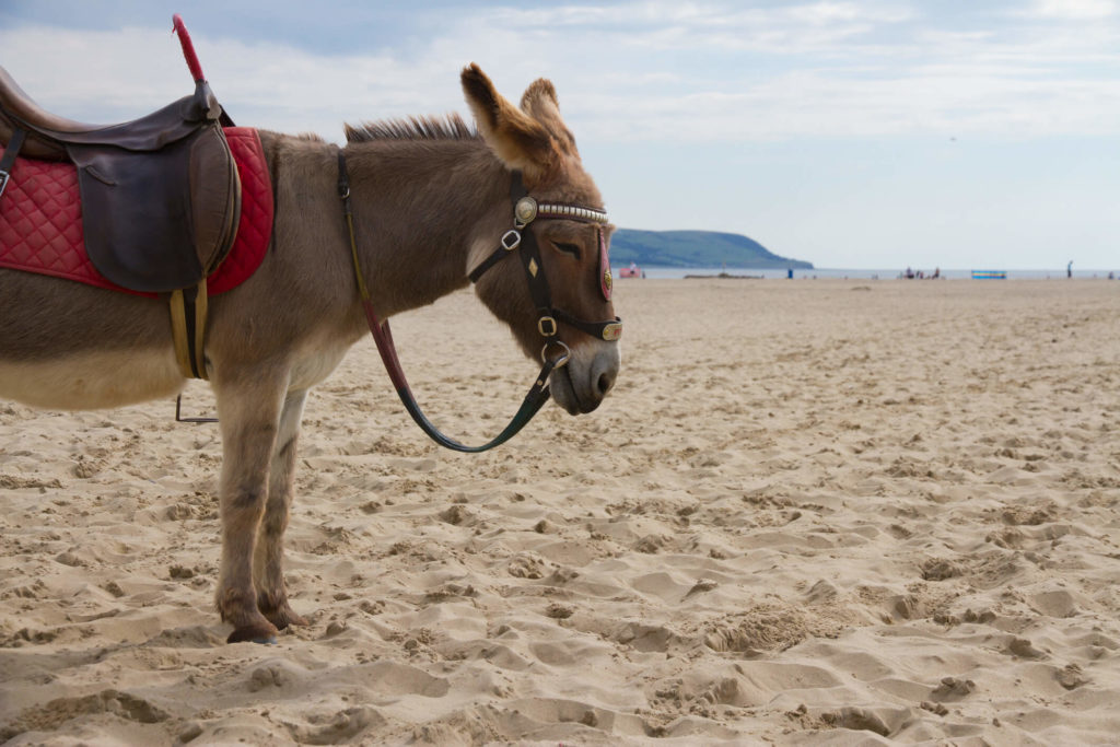 Donkey ride on beach