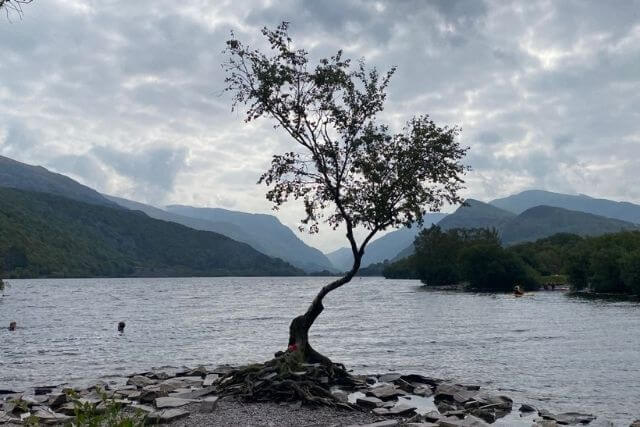 The lonely tree at llyn padarn