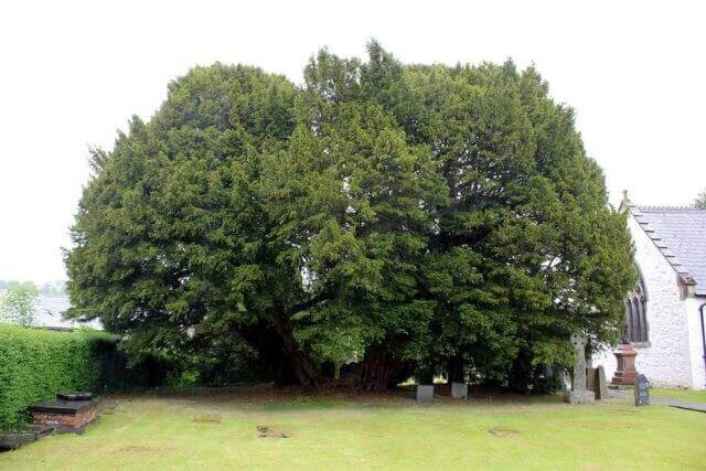 The Llangernyw Yew Tree
