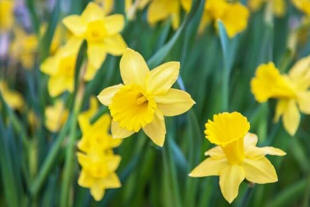 Row of yellow daffodils in field