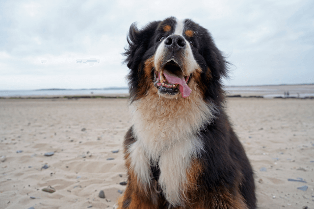 big dog on a beach in Anglesey