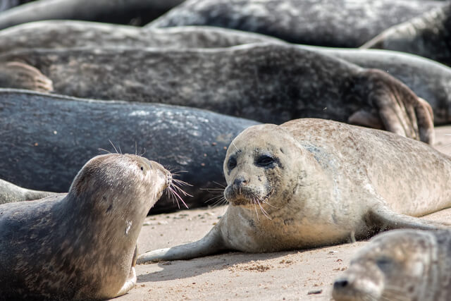 Seals Lying on a Sandy Beach