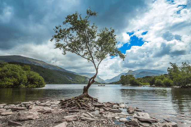 The lonely tree in Snowdonia