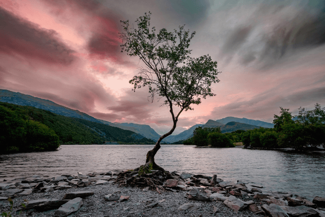 The lonely tree in Llanberis.