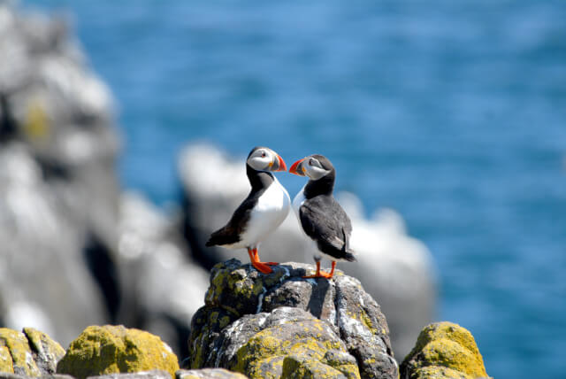 Puffins on Puffin Island