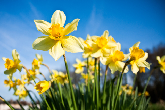 A bunch of daffodils with a background of blue sky.